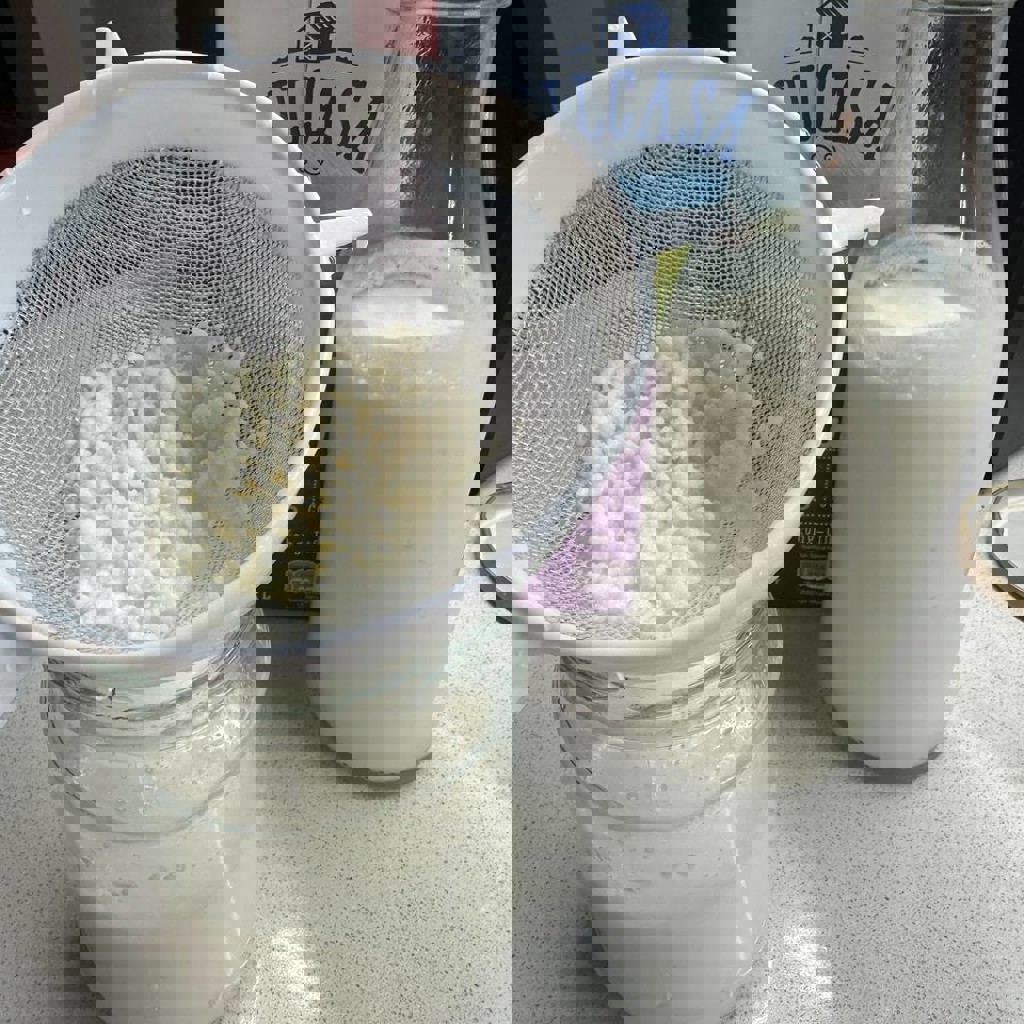 Кефирный гриб