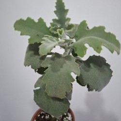 Клетка для птиц - фото 7