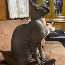 Девочка сфинкс - фото 2