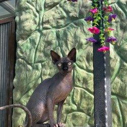 Девочка сфинкс - фото 3