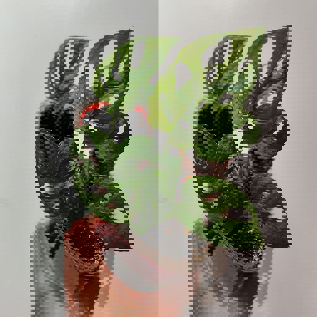 Монстера манки