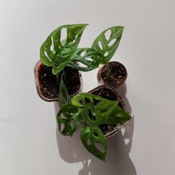 Монстера манки - фото 2