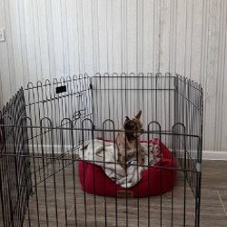 Рулетка Flexi size M для собак до 25 кг - фото 2