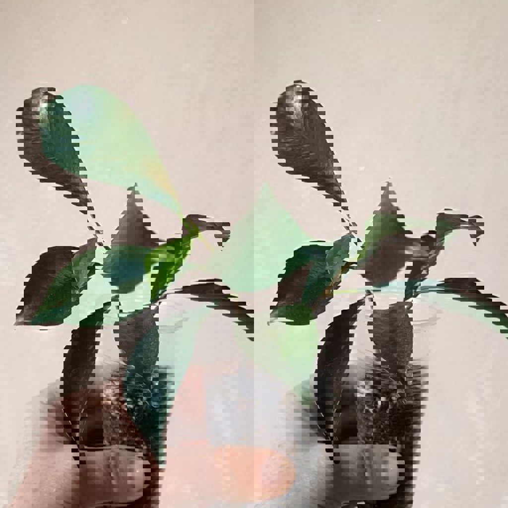 Гипоэстес розовый