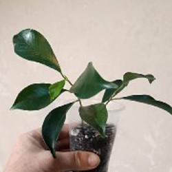 Гипоэстес розовый - фото 1