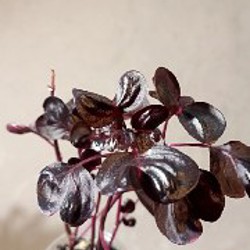 Гипоэстес розовый - фото 2