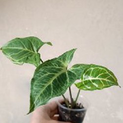 Гипоэстес розовый - фото 4