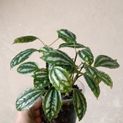 Гипоэстес розовый - фото 3