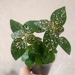 Гипоэстес розовый - фото 5