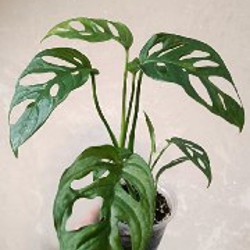 Гипоэстес розовый - фото 6