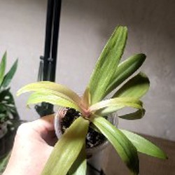 Гипоэстес розовый - фото 7