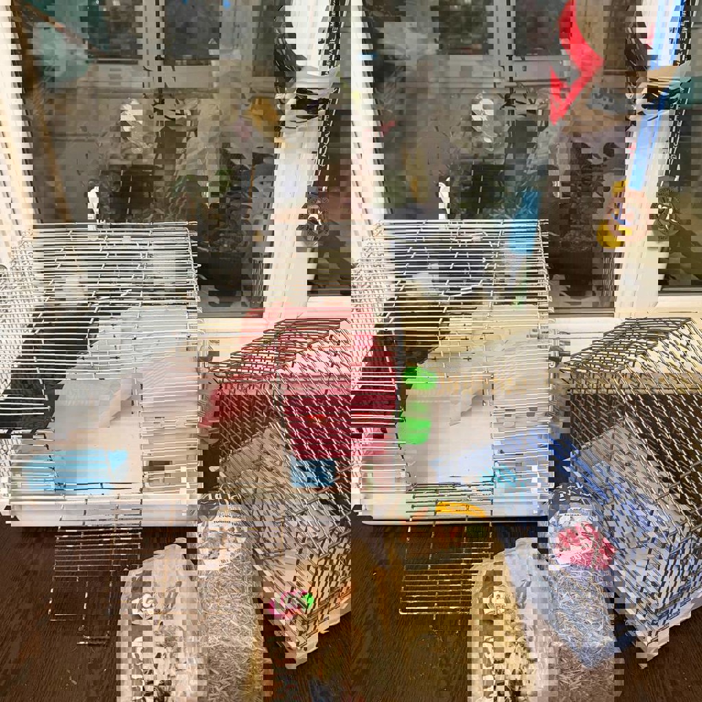 Сено и опилки