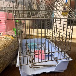 Сено и опилки - фото 2