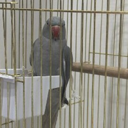 Попугай - фото 1