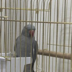 Попугай - фото 2