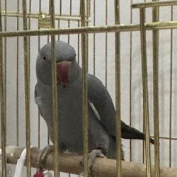 Попугай - фото 3