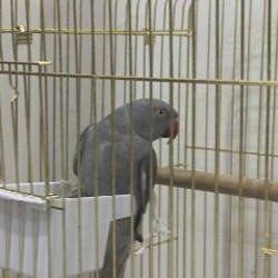 Попугай - фото 4