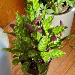 Калатея - фото 2