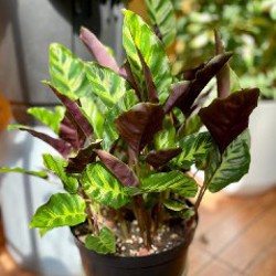 Калатея - фото 3