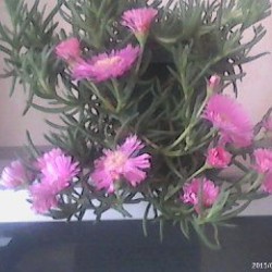 Хлорофитум - фото 1