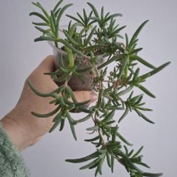 Хлорофитум - фото 2