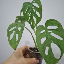 Хлорофитум - фото 3