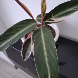 Хлорофитум - фото 6