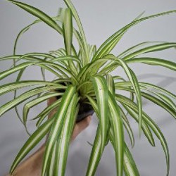 Хлорофитум - фото 8