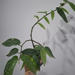 Хлорофитум - фото 9