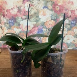 Лоферы - фото 2