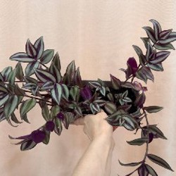 Мелкоцветковые мини-хризантемы - фото 2