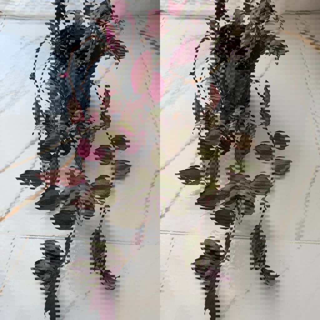 Мелкоцветковые мини-хризантемы