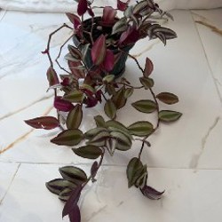 Мелкоцветковые мини-хризантемы - фото 1