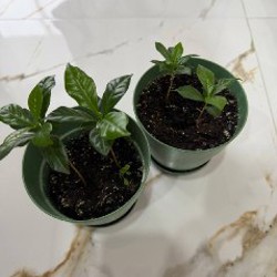 Мелкоцветковые мини-хризантемы - фото 6