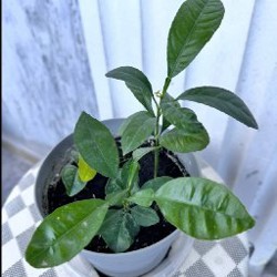 Мелкоцветковые мини-хризантемы - фото 9