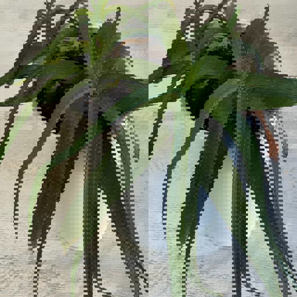 Алое домашнее растение