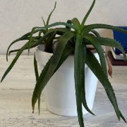 Алое домашнее растение - фото 2