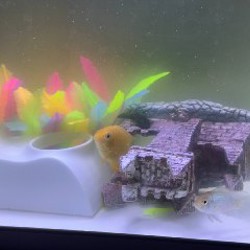 Аквариум с рыбками - фото 3