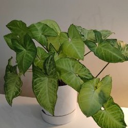 Сингониум - фото 3