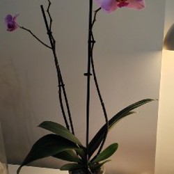 Сингониум - фото 5