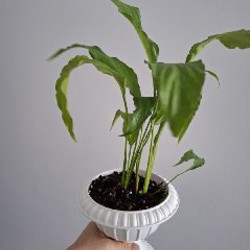 Делосперма - фото 2