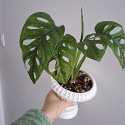 Делосперма - фото 3