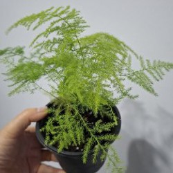 Делосперма - фото 4