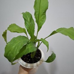 Делосперма - фото 5