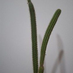 Делосперма - фото 8