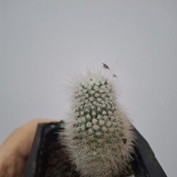 Делосперма - фото 9