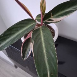 Делосперма - фото 10