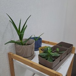 Суккулент - фото 1