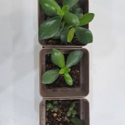 Суккулент - фото 2