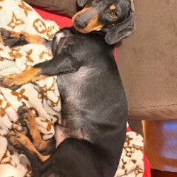 Шлейка для собаки - фото 3